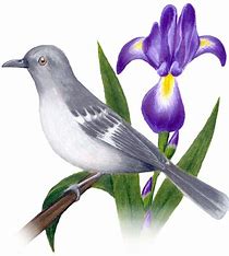 TNBirdFlower